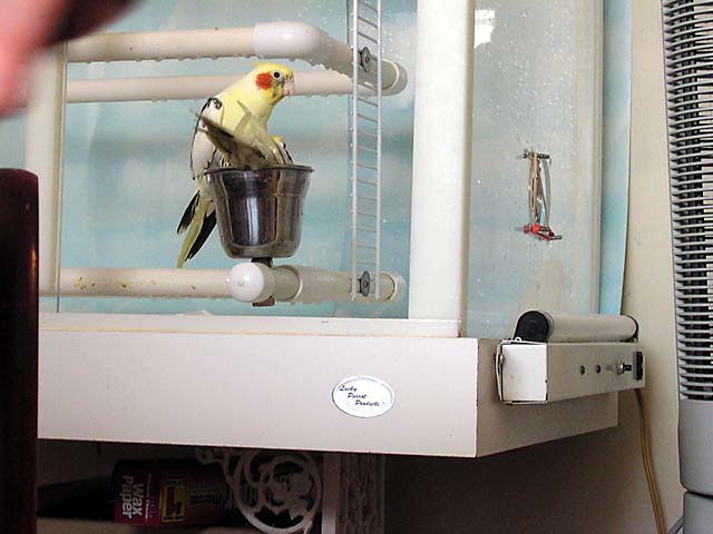 birds in cup