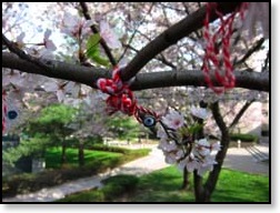 cherry blossom with talisman