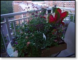 balconyplants2011_t